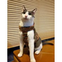 ニットを着ている猫