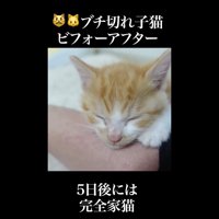 5日後には
