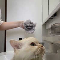 シャンプーで洗われる猫