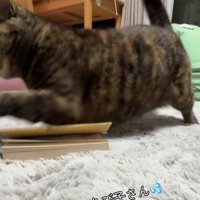 再び襲いかかる猫