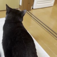 後ろ姿の猫の写真