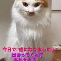お座りする長毛猫