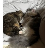 寝ている猫たち