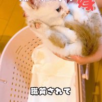 抱っこされる子猫