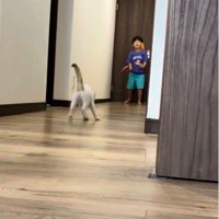 ピンポン玉を見ている子猫
