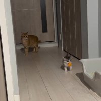 わさびくんを見守るちくわくん