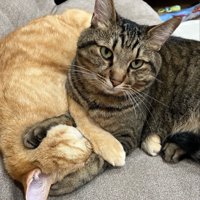 寄り添う2匹の猫