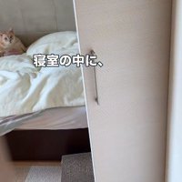 寝室の奥にいる猫