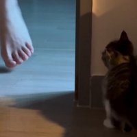 壁に潜む猫と人間の足2