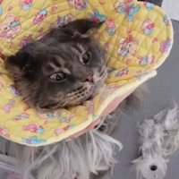 エリザベスカラー