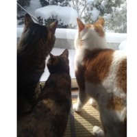 窓際にいる猫