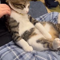 肩揉みされている猫さん