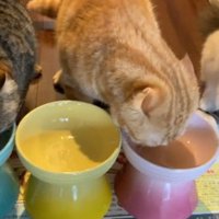 白猫のごはんを奪う茶トラ