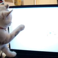 マウスカーソルを狙ってパソコン画面に触れる子猫
