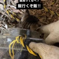 子猫を救出する場面