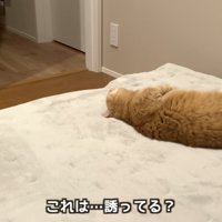 「これは...」のテロップ写真