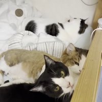 3匹のアップ