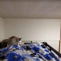 人の足元に顔を出している猫