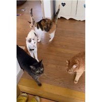 室内にいる猫たち