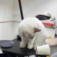 コップを見つめる猫