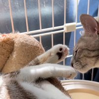 猫の手のにおいを嗅ぐ猫2