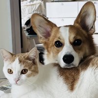 マンチカンの背中に顎を置くコーギー犬