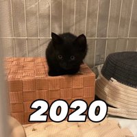 箱の上に乗る子猫
