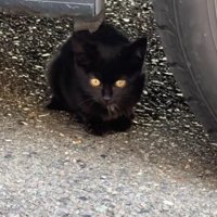 車の下に潜む黒猫
