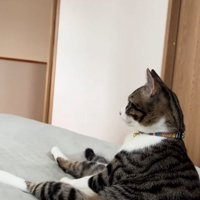 人間のように座る猫さん