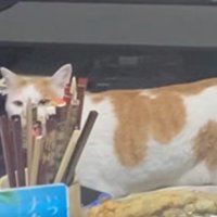 食卓に近づく猫