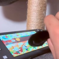 ゲームする猫の手