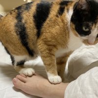 人間の足の甲を踏む猫