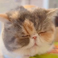 目をつぶる猫