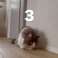 床に伏せて前足に顔を寄せるグレー白の猫