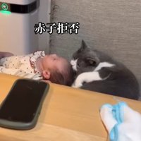 差し出された赤ちゃんの頭の匂いを嗅ぐ猫