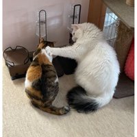 ご飯を食べている猫