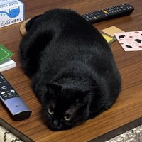 こたつの天板の上で脱力する猫