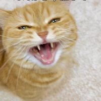 飼い主からごはんを貰えるのを期待している猫