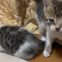 こちらを向くレッドちゃん