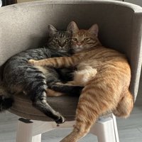 イスに乗る2匹の猫