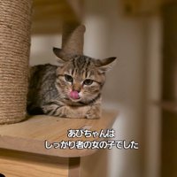 鼻をなめる子猫