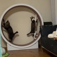 キャットホイールに乗る2匹の猫