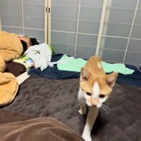近寄ってくる猫