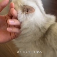 飼い主の手に顔を擦り寄せる子猫
