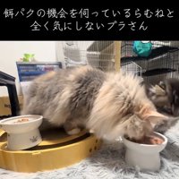 子猫のごはんを食べる猫