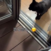 ベランダに出ようとする猫