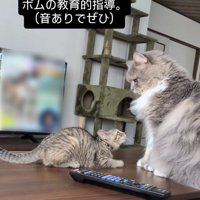 サイベリアンにケンカを売る子猫