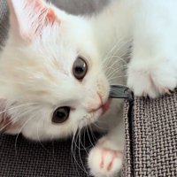ファスナーのつまみをかじる猫