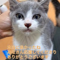 子猫の顔