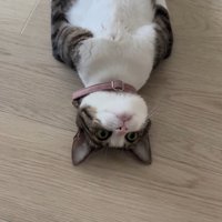 真っ直ぐな体勢のまま微動だにしない猫